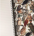 Owls - Wholesale