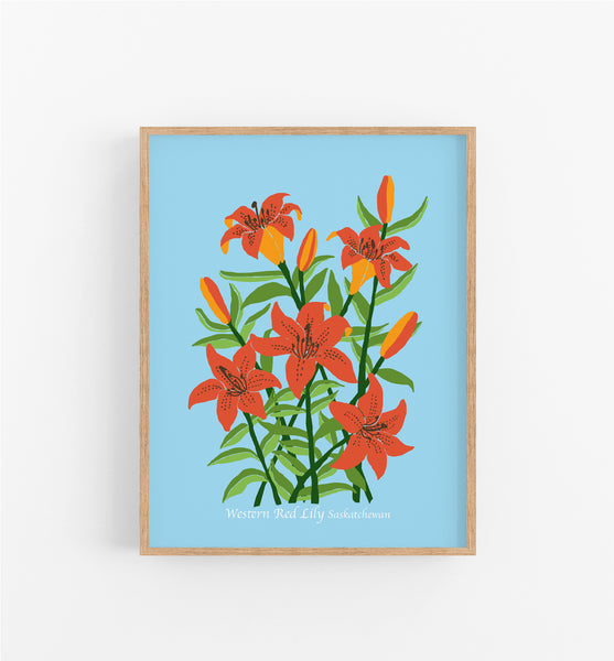 Saskatchewan Western Red Lily - Wholesale