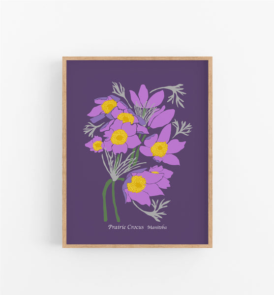 Manitoba Prairie Crocus