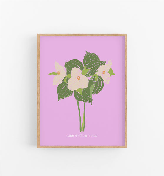Ontario White Trillium - Wholesale