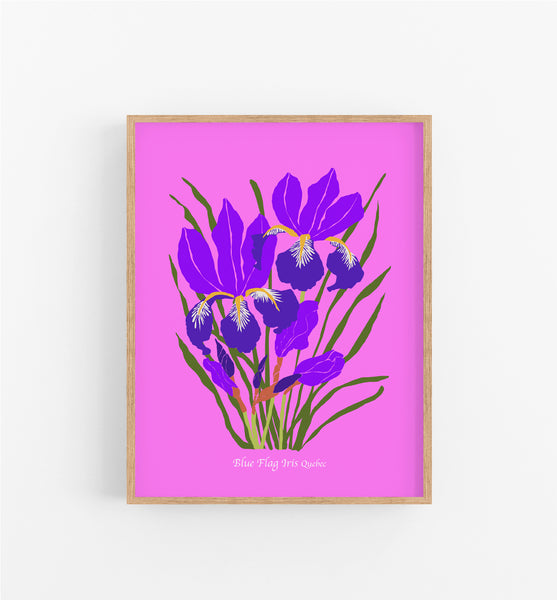 Quebec Blue Flag Iris
