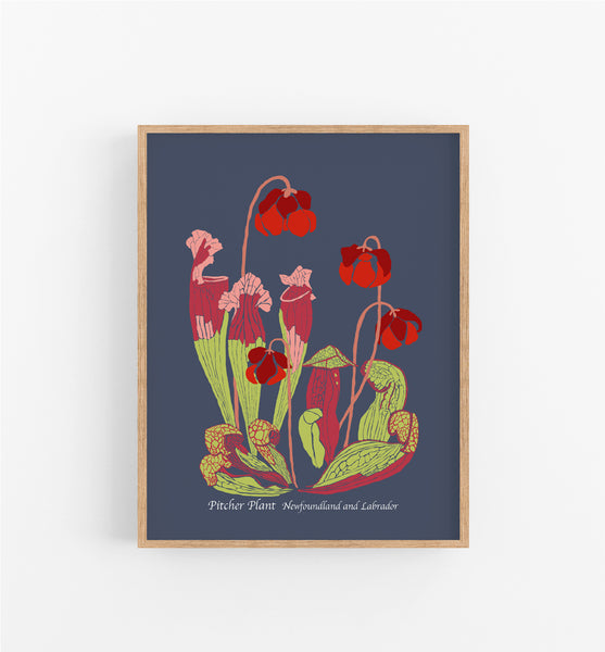 Newfoundland and Labrador Pitcher Plant