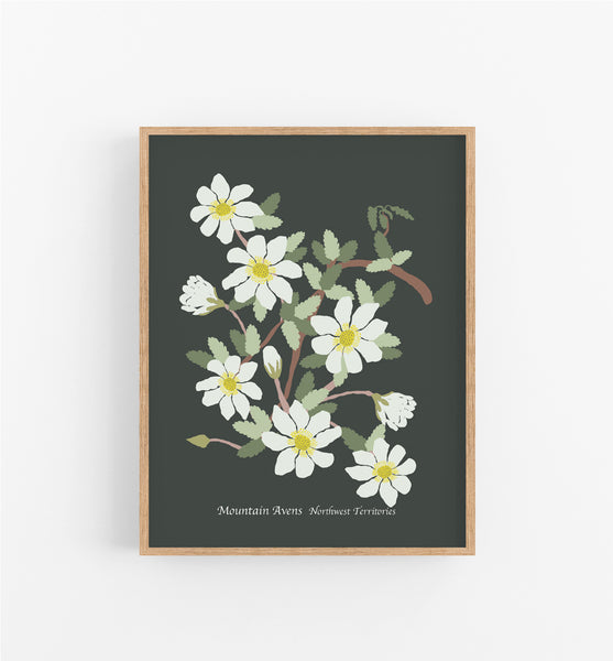 Northwest Territories Mountain Avens