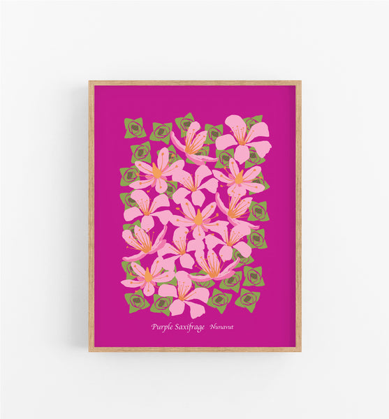 Nunavut Purple Saxifrage