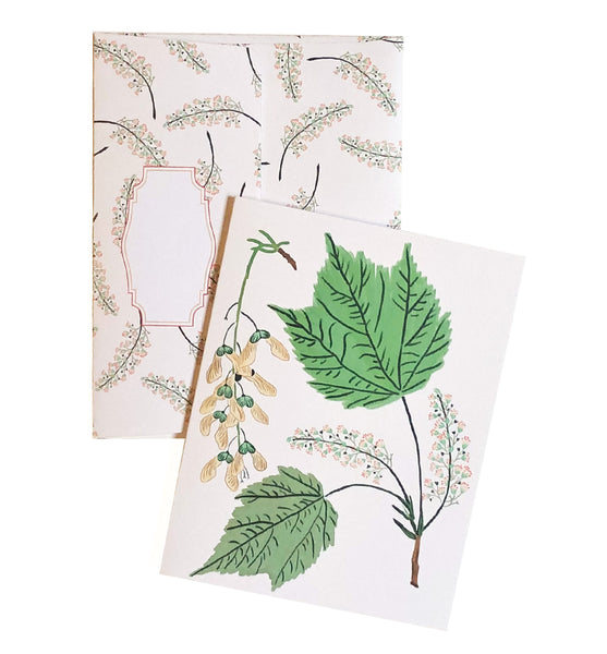 Mountain Maple - Wholesale