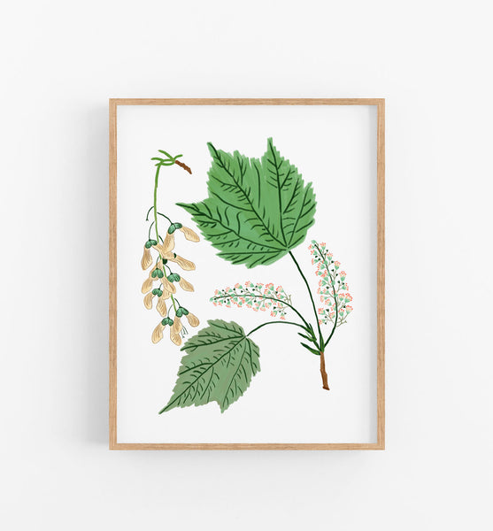 Mountain Maple - Wholesale