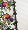 Toucans - Wholesale
