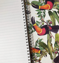 Toucans - Wholesale