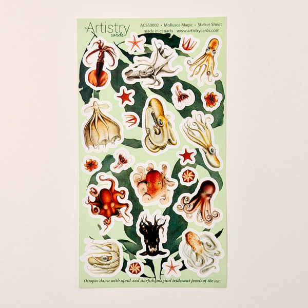 Mollusca Magic | Wholesale